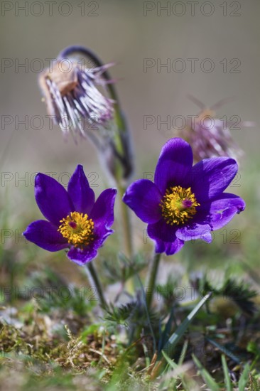 Pasque flower (Pulsatilla vulgaris), blossom, Hesse, Germany