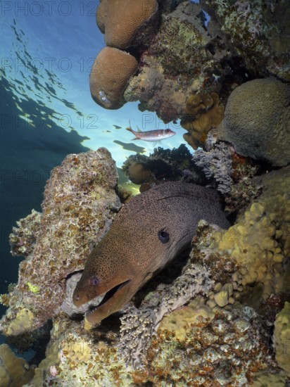Giant moray eel (Gymnothorax javanicus)