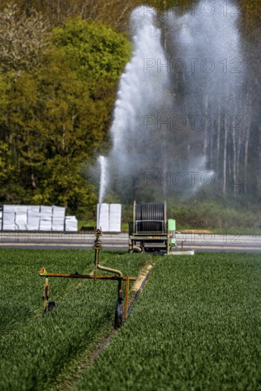 Artificial irrigation of a cereal field in April, with a sprinkler system, long dry spell in spring makes this necessary for the young plants to grow well, south of Straelen, Lower Rhine, North Rhine-Westphalia, Germany