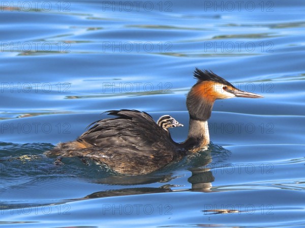 Great crested grebe with downy chicks (Podiceps cristatus)