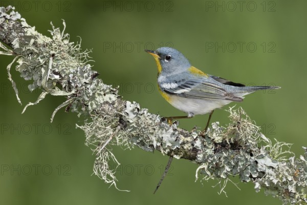 Northern Parula (Setophaga americana) male perched on a branch, Texas, USA