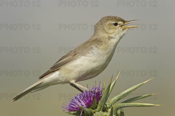 Eastern Olivaceous Warbler (Iduna pallida) singing, Lesvos, Greece