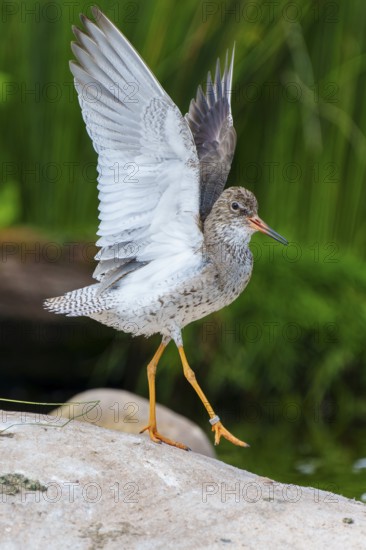 Bird with spread wings on a stone in a natural environment by the water, Redshank, (Tringa totanus), France