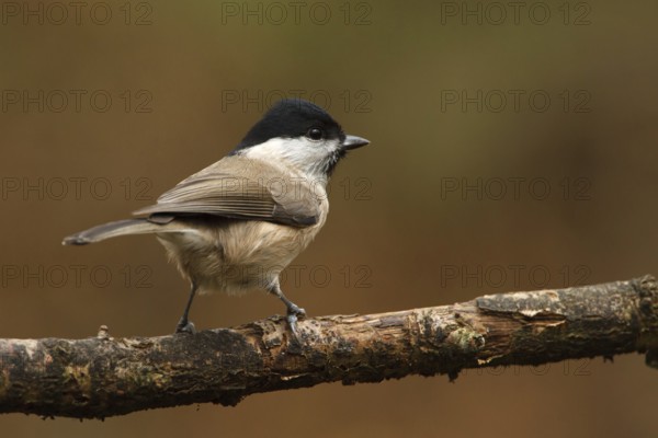 Marsh Tit (Poecile palustris), Utrecht, Netherlands