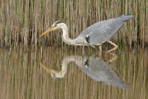 Grey grey heron (Ardea cinerea), Foraging, Boat Trip, Tiszaalpár, Kiskunsági National Park, Bács-Kiskun, Hungary