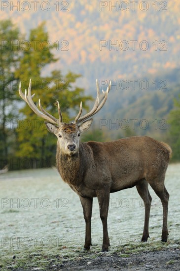 Large stag with impressive antlers standing in autumn landscape, natural environment, red deer (Cervus elaphus), Bavaria