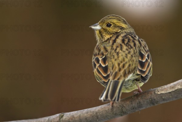 Cirl Bunting (Emberiza cirlus) female, Rhineland-Palatinate, Germany
