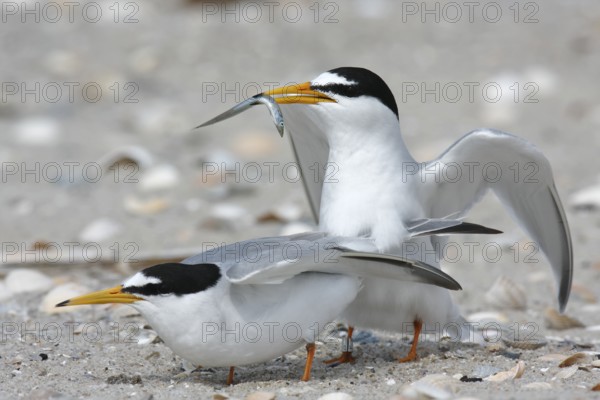 Little Tern (Sternula albifrons) mating, Lower Saxony, Germany