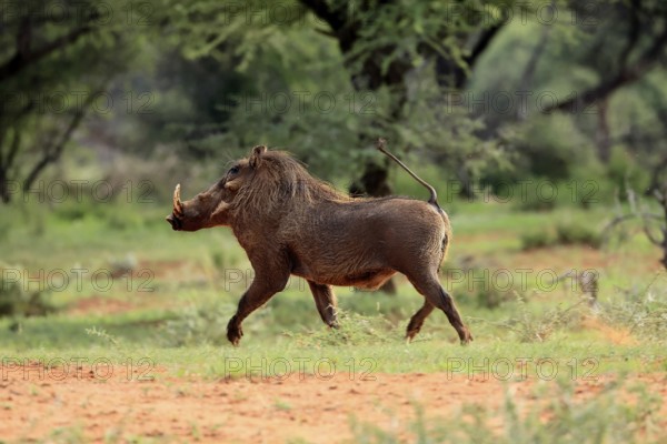 Warthog (Phacochoerus africanus), adult, running, Mokala National Park, Northern Cape, South Africa