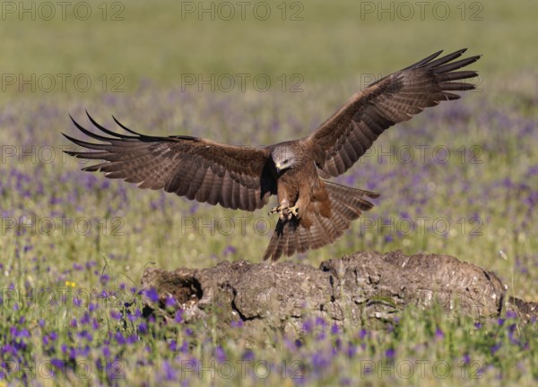 Black Kite (Milvus migrans), approaching a dead tree trunk, Castilla-La Mancha, Spain