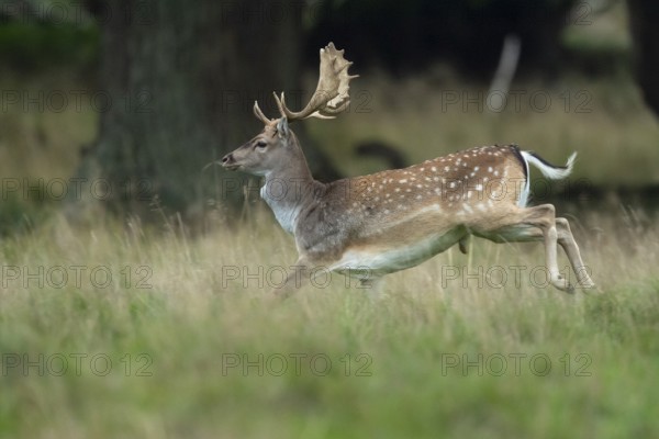 Male fallow deer (dama dama) in the run, Klamptenborg, Copenhagen, Denmark