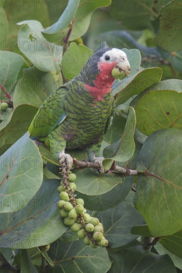 Cuban Parrot (Amazona leucocephala) perched on a branch in Cuba
