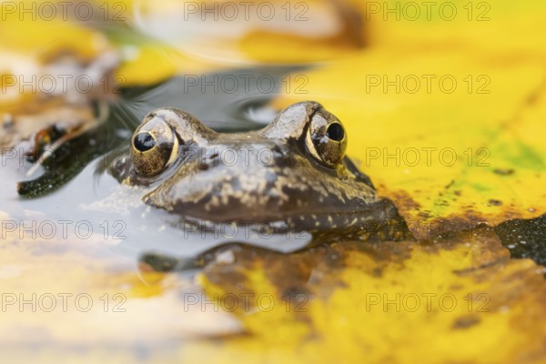 Common frog (Rana temporaria) adult amphibian on the water surface of a pond with fallen autumn leaves, England, United Kingdom