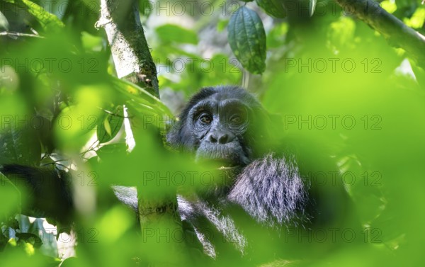 Chimpanzee (Pan Troglodytes), adult male in a tree between leaves, Murchison Falls National Park, Uganda