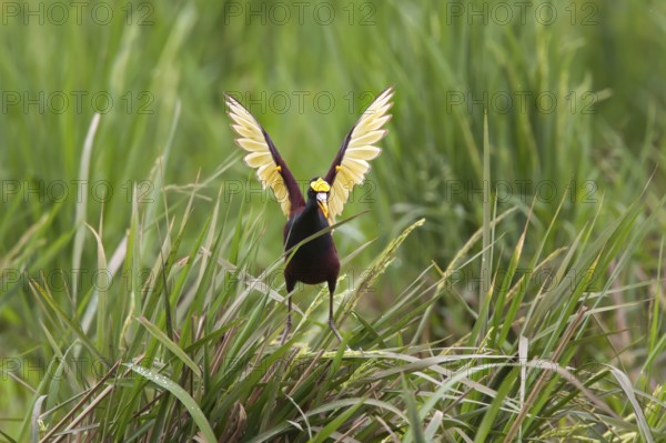 Northern Jacana Jacana spinosa Quepos, Costa Rica 18 October Adult doing wing diaplay after landing. Note yellow spurs on wings. Jacanidae