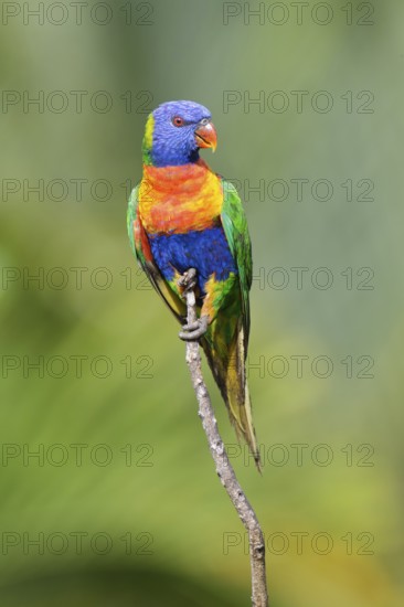 Rainbow Lorikeet (Trichoglossus moluccanus), Queensland, Australia