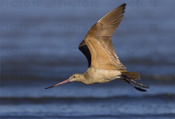 Marbled Godwit (Limosa fedoa) flying, California, USA