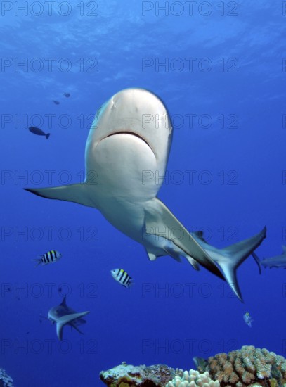Close-up of grey reef shark (Carcharhinus amblyrhynchos) swimming over tropical coral reef, Pacific Ocean, Caroline Islands, Yap Island, Yap State, Federated States of Micronesia