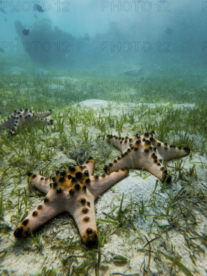 Underwater view of three starfish resting on the sandy ocean floor surrounded by seagrass in the clear, shallow waters of the Philippines, representing a tropical vacation scene