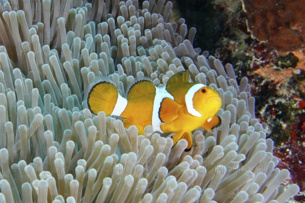 A single Ocellaris Clownfish (Amphiprion ocellaris) wriggling through a sea anemone, dive site Coral Garden, Menjangan, Bali, Indonesia
