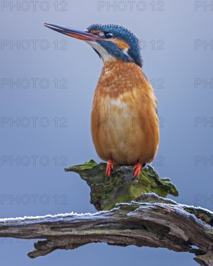 Common Kingfisher (Alcedo atthis) female perched on a branch, Saxony-Anhalt, Germany
