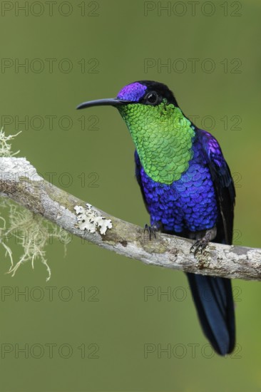 Crowned Woodnymph (Thalurania columbica) perched on a branch in the mountains of Colombia, South America