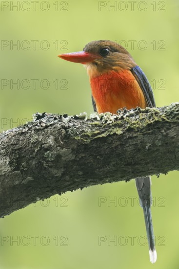 Brown-headed Paradise Kingfisher (Tanysiptera danae) perched on a branch in Papua New Guinea