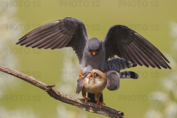 Red-footed Falcon (Falco vespertinus) pair mating, Subotica, Serbia