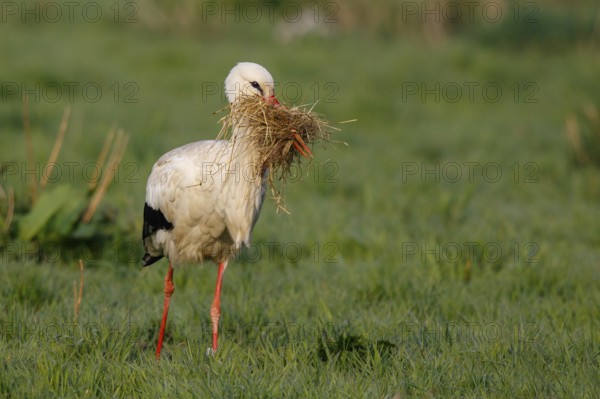 White Stork (Ciconia ciconia) with nesting material, North Rhine-Westphalia, Germany