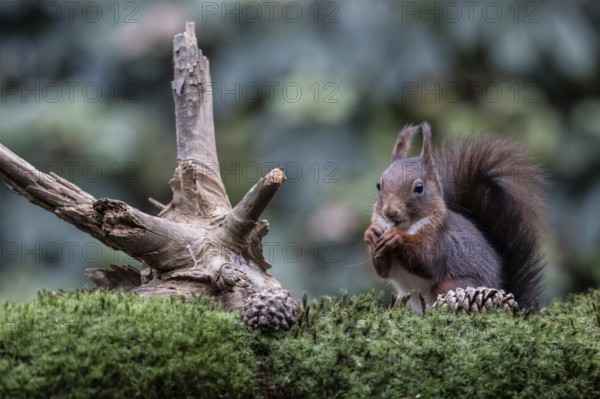 Squirrel (Sciurus vulgaris), Emsland, Lower Saxony, Germany