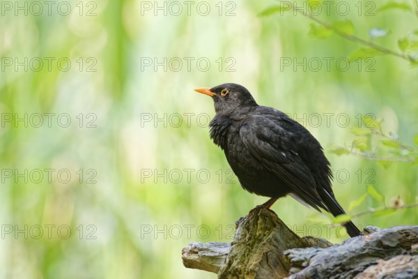 Common blackbird (Turdus merula) perched on a tree stump in green woodland background, alert adult bird in natural habitat, Poland