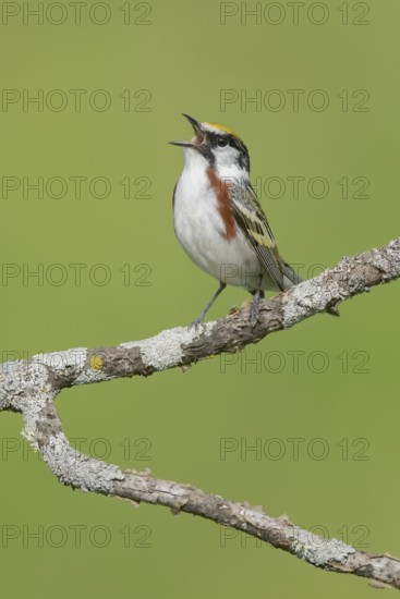 Chestnut-sided Warbler (Setophaga pensylvanica) singing, Minnesota, USA
