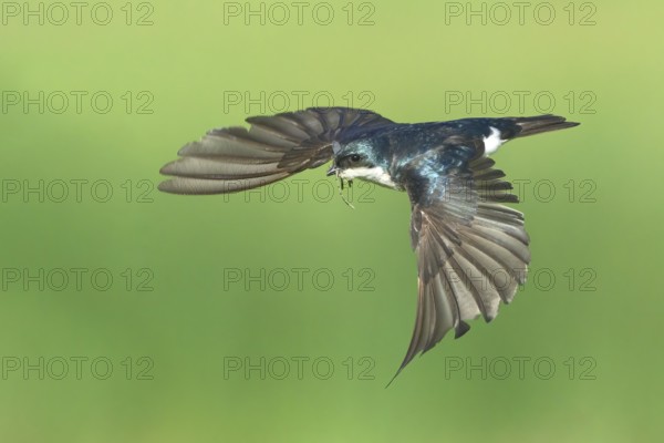 Tree Swallow (Tachycineta bicolor) flying, Colorado, USA