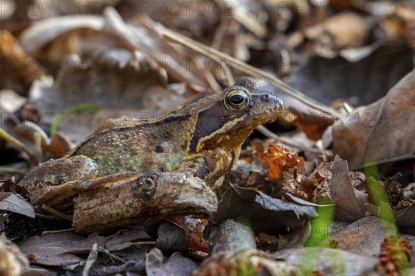 Migrating European common frog, brown frog (Rana temporaria) showing camouflage colours on the forest floor during the breeding season in spring