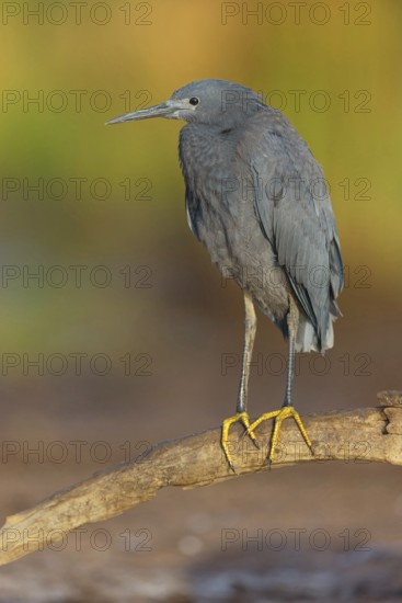 Bellied Heron, (Egretta ardesiaca), standing on a branch looking for prey, Gambia, Africa, Marakissa River Camp Canoe tri, Marakissa, South Bank, Gambia