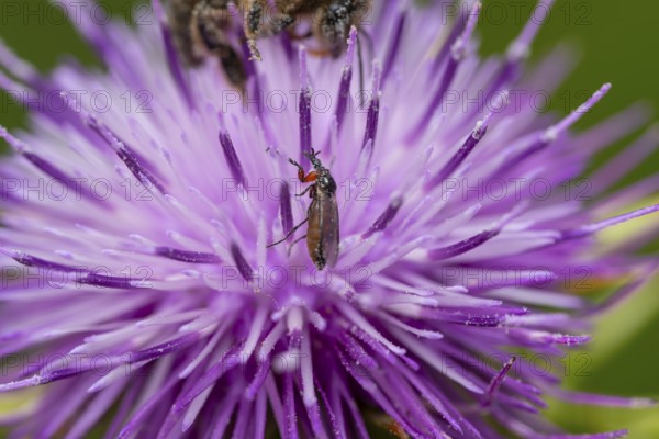 Close up of a small insect perched on a purple silybum marianum flower in spring. The intricate details of the flower petals and the insect delicate body are captured in stunning clarity