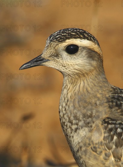Eurasian Dotterel (Charadrius morinellus), Cabo Espichel, Portugal