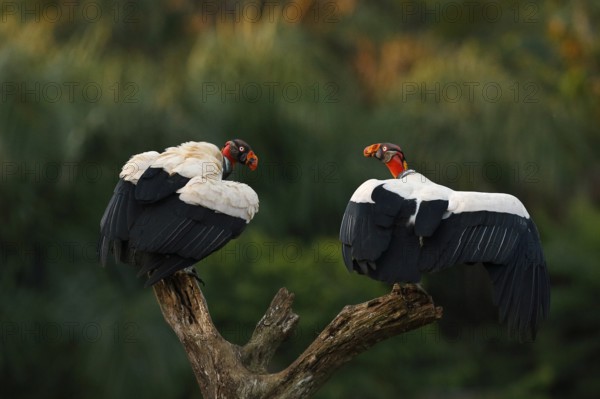 King Vulture (Sarcoramphus papa) perched on a tree stump, Costa Rica