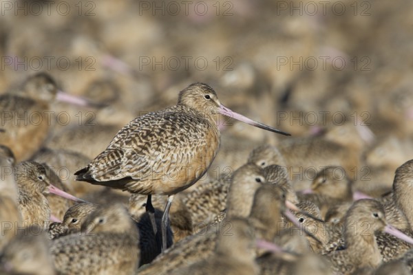 Marbled Godwit (Limosa fedoa) flock, Washington, USA