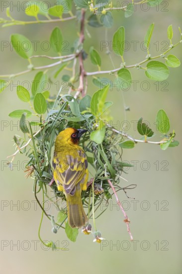 Ruppell's Weaver, Rueppell's Weaver, (Ploceus galbula), weaver bird building a nest, weaver birds, Ayn Razat, Salalah, Dhofar, Oman
