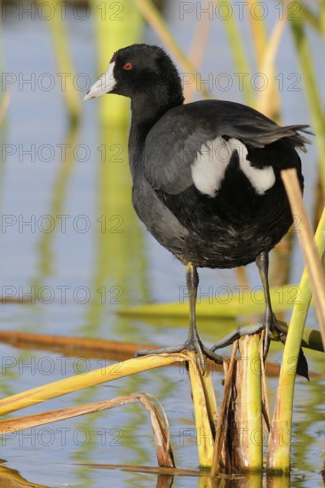 American Coot (Fulica americana), Texas, USA