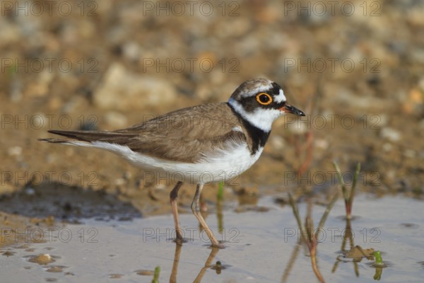 Little Ringed Plover (Charadrius dubius) male, Greece