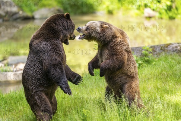 Eurasian brown bear (Ursus arctos arctos) playing with each other on a meadow, Bavarian Forest, Bavaria, Germany