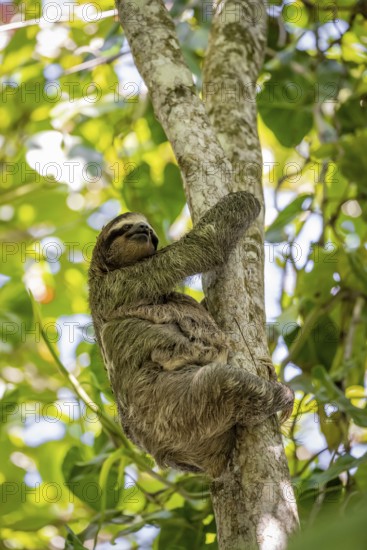 Brown-throated sloth (Bradypus variegatus) with young in a tree, Cahuita National Park, Costa Rica