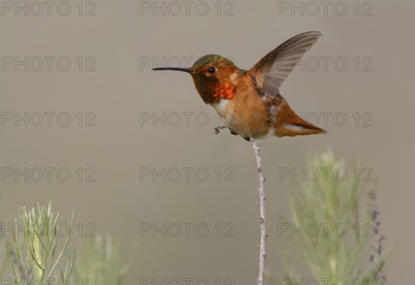 Allen's Hummingbird Male (Selasphorus sasin) - Rancho Palos Verdes, California