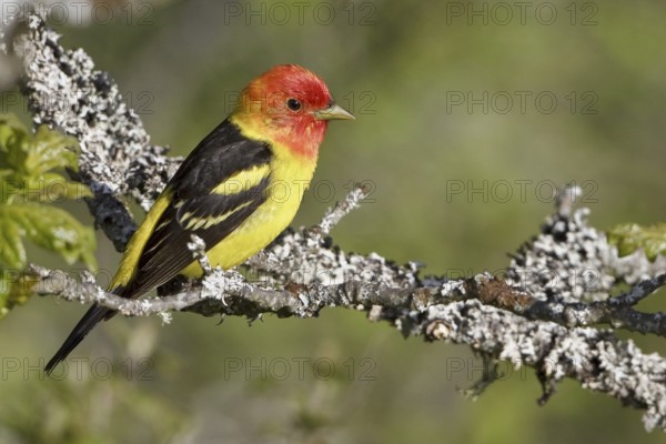 Western Tanager (Piranga ludoviciana) male, British Columbia, Canada