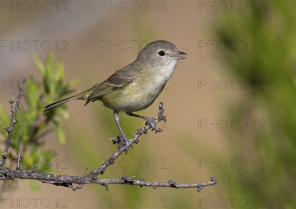 Bell's Vireo (Vireo bellii) singing, Arizona, USA