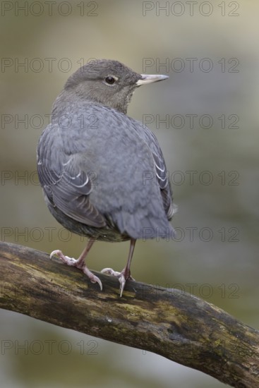 American Dipper (Cinclus mexicanus) singing, British Columbia, Canada