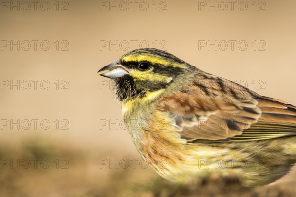 Cirl Bunting (Emberiza cirlus) male perched on a rock, Aragon, Spain
