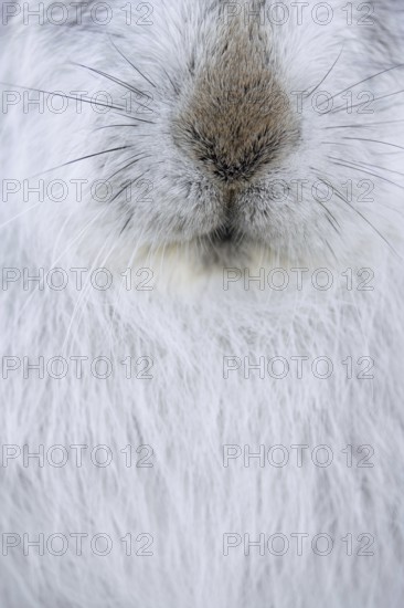 Mountain hare, alpine hare, snow hare (Lepus timidus) close-up of nose and whiskers in white winter pelage, winter coat